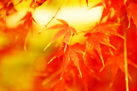 光影红叶特写