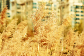 金色芦苇穗特写