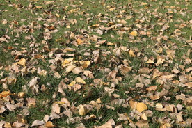 草地落叶