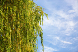 蓝天白云柳枝特写