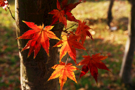 鸡爪槭红叶特写