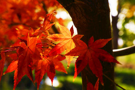 五角枫红叶特写