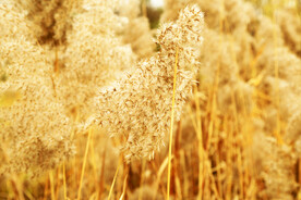 唯美的芦苇穗特写