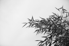 黑白竹叶特写