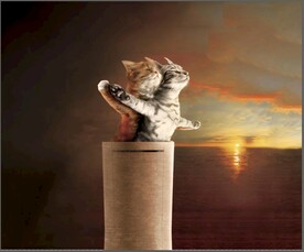 大牌猫