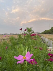 格桑花