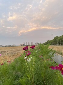 格桑花