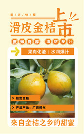 融安金桔上市