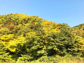 小兴安岭秋色