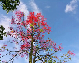 红花