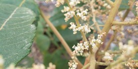 盐麸木的花