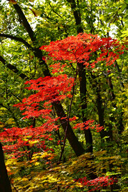长白山秋色