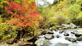 长白山秋色