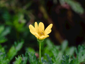 黄金菊 