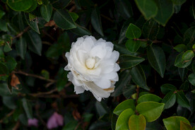 茶花 