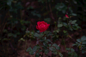 月季花 