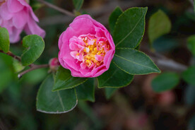 茶梅花 