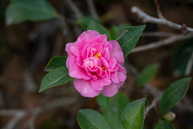 山茶花 