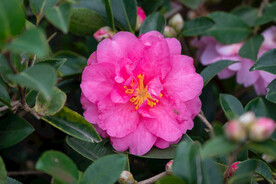 茶花 