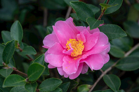 茶花 