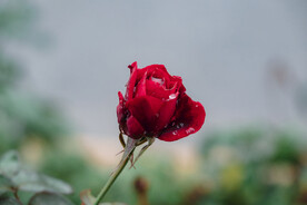 月季花 