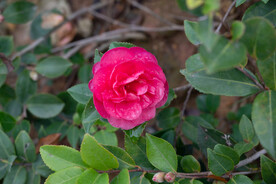茶花 