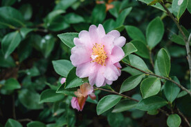茶花