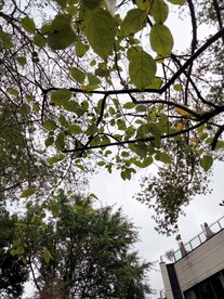 树与天空