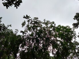 合欢与天空