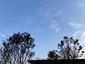 蓝天下树木