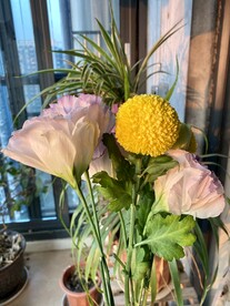 淡紫色鲜花