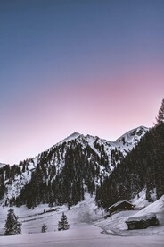 雪山松树