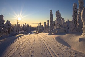 雪山松树夕阳