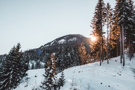 雪山松树