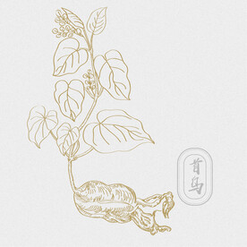 AI矢量何首乌素材