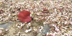 栾树花和果