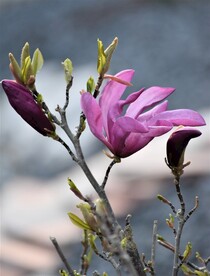 盛开的花