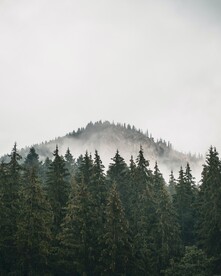森林