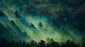 森林背景