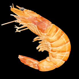 虾
