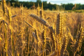 麦田小清新摄影