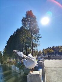 红嘴鸥