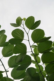 树枝