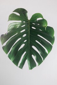 龟背竹
