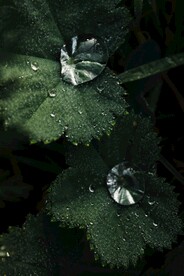 叶面水珠