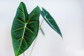 树叶