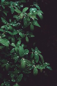 露珠