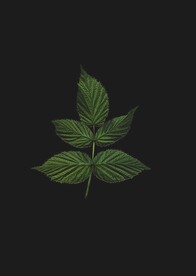 树叶