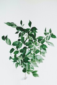 绿叶树枝
