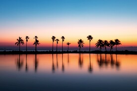 椰树棕榈树夕阳黄昏美景
